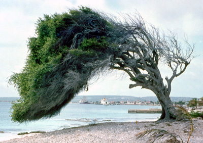 Divi divi tree on Bonaire