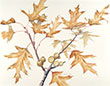 Burnished Branch > Click for more info