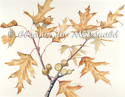 Watercolor painting of oak tree, its autumn leaves and acorns