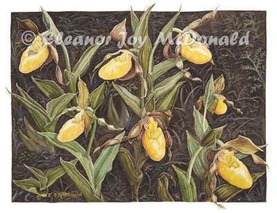 Slippers of the Bruce: Watercolour painting of a clump of yellow lady's slippers