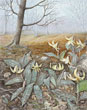 Yellow Dogtooth Violets - Left Panel of Woodland Wildflowers Triptych