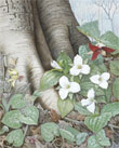 Trilliums - Right Panel of Woodland Wildflowers Triptych