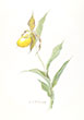 Yellow Lady's Slipper> Click for more info