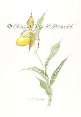 Yellow Lady's Slipper | A watercolor painting of wildflowers