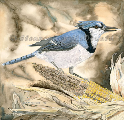 Blue and Gold | Watercolor painting of blue jay eating corn