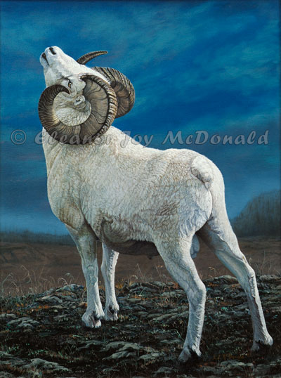 Dall of the Yukon | Oil painting of dall sheep of the Yukon