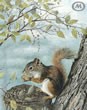 Misty Retreat - Squirrel > Click for info