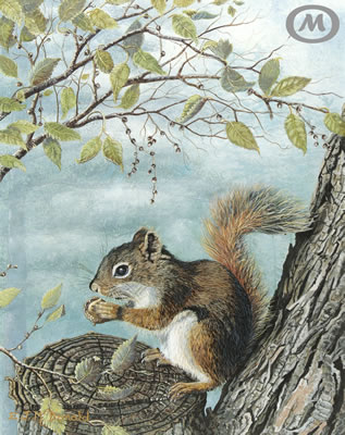 Misty Retreat | Wildlife painting of red squirrel in tree 