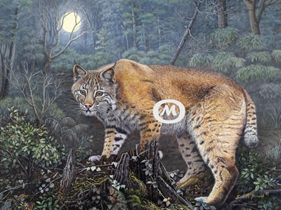 On The Prowl - Wildlife oil painting of bobcat stalking prey in a summer forest